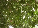 Acacia melanoxylon - foliage