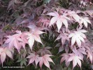 Acer palmatum 'Emperor I' - foliage