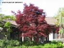 Acer palmatum 'Emperor I'