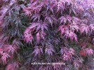 Acer palmatum 'Orangeola' foliage