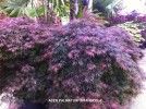 Acer palmatum 'Orangeola'