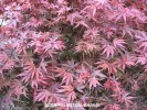 Acer palmatum 'Shaina' - foliage