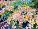 Acer palmatum - fall - detail