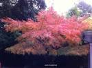 Acer palmatum - fall