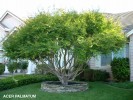 Acer palmatum