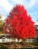 Acer rubrum - fall 1