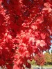 Acer rubrum - fall leaf