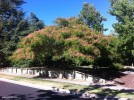 Albizia julibrissin - blooming