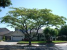 Albizia julibrissin - tree