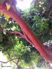 Arbutus 'Marina'- bark detail