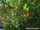 Arbutus 'Marina' - berry