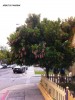 Arbutus 'Marina' - blooming