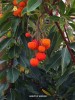 Arbutus 'Marina' - fruit