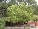 Arbutus 'Marina' - multitrunk