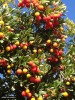 Arbutus unedo - berries