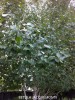 Betula jacquemontii - foliage