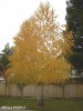 Betula pendula - fall