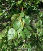 Betula pendula - foliage