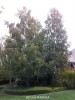 Betula pendula