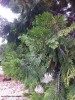 Calocedrus decurrens - foliage