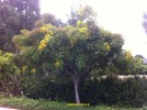 Cassia fistula 1