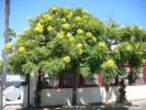 Cassia fistula - blooming