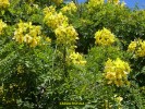 Cassia fistula - blossom