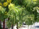 Cassia fistula - seeds