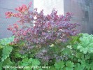 Cercis canadensis 'Forest Pansy'