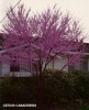 Cercis canadensis - blooming