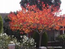 Cercis canadensis - fall color