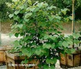 Cercis canadensis - foliage