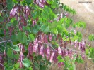 Cercis occidentalis - seeds