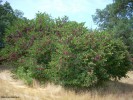 Cercis occidentalis