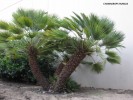 Chamaerops humilis