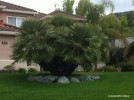 Chamaerops humilus 5