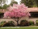 Cornus florida 'Cherokee Chief' - blooming