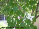 Cornus florida 'Cloud Nine' - foliage