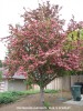 Crataegus laevigata 'Paul's Scarlet' - blooming