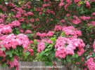 Crataegus laevigata 'Paul's Scarlet' - blossom