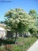 Crataegus x laevigata - blooming