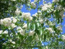 Crataegus x laevigata - blossom