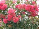 Eucalyptus ficifolia - blossom