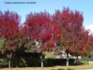 Fraxinus angustifolia 'Raywood' 1