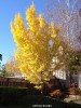 Ginkgo biloba - fall