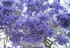 Jacaranda mimosifolia - blossom