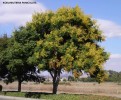 Koelreuteria paniculata