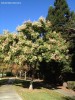 Koelruteria paniculata - fall