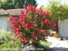 Lagerstroemia 'Dynamite' - multitrunk