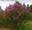 Lagerstroemia indica x fauriei 'Catawba' - multitrunk